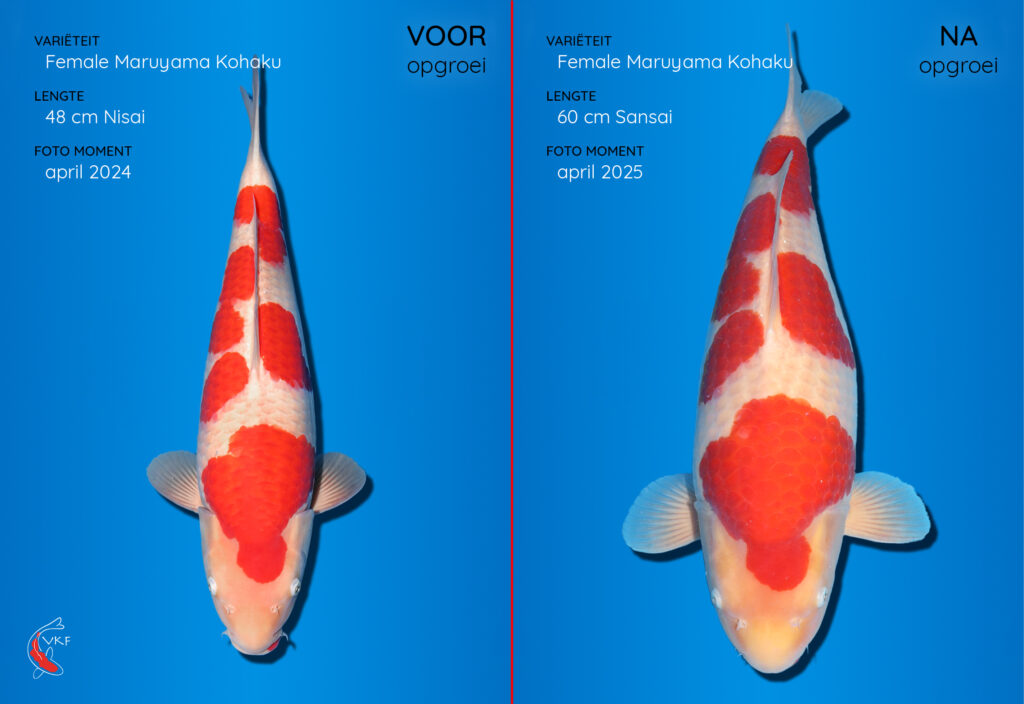 25-04_Maruyama Kohaku