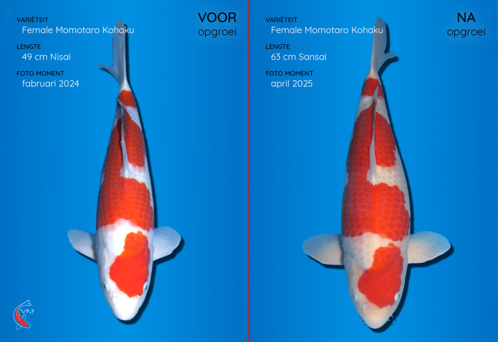 25-04_Momotaro Kohaku